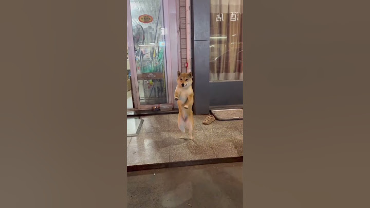 This dog can dance! #shorts #dog #pet