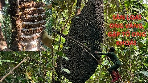 BẮT ONG VÀNG, GẶP TỔ ONG KHOÁI 