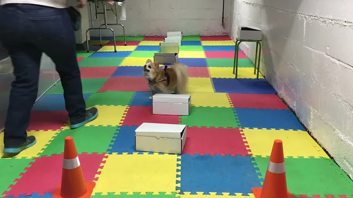 Speed Drills with Tented Containers and a Fan