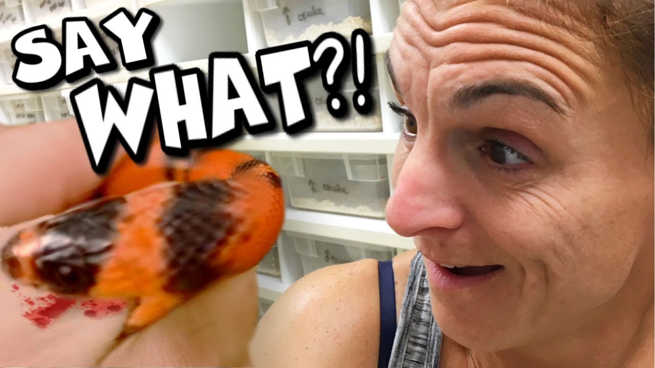 vlogs in spanish SNAKE BITE??? NO PROBLEM?? | BRIAN BARCZYK