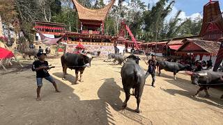 Rambu Solo' Funeral Ceremony for the Late Thomas Rantelino (Papa Mike), Grandfather of Wiliam, in...