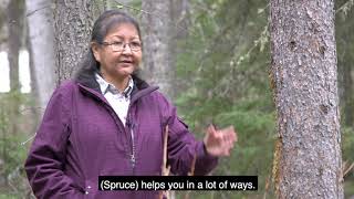 Spruce Tree (English Subtitles) - Dehcho First Nations