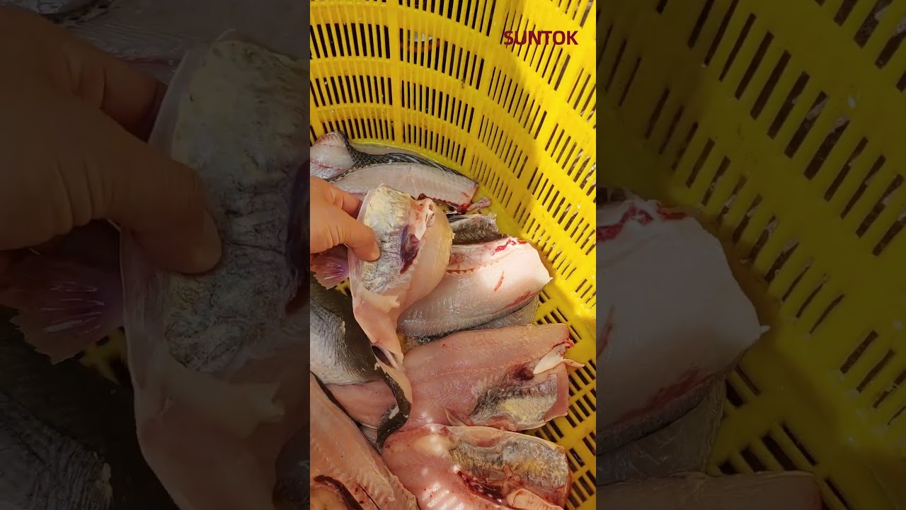 Fish fillet machine for catfish