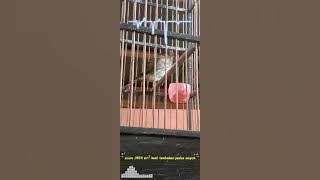 Suara MP3 burung siri2 kecil untuk pikat dan pancingan.