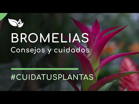 Video: Información sobre el riego de plantas de bromelia