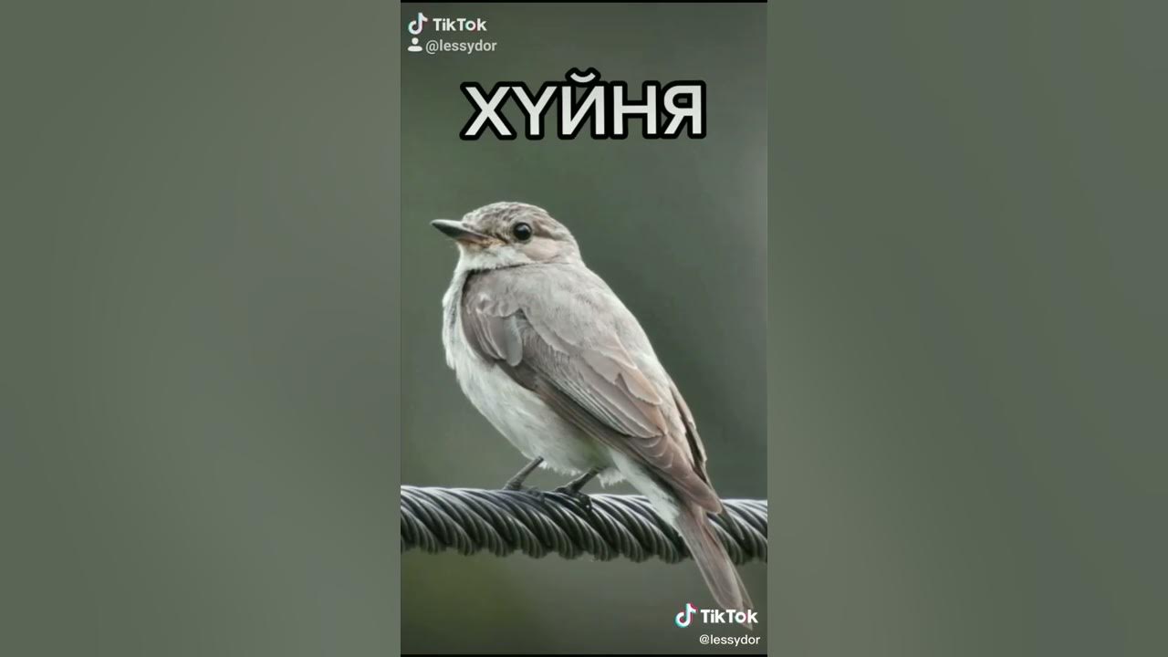 Включи серая птичка на китайском