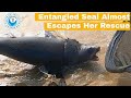 Entangled Seal Almost Escapes Her Rescue