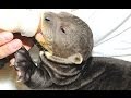 Funny Otter Videos Compilation 2014 [NEW] - Cute River And Sea Otters