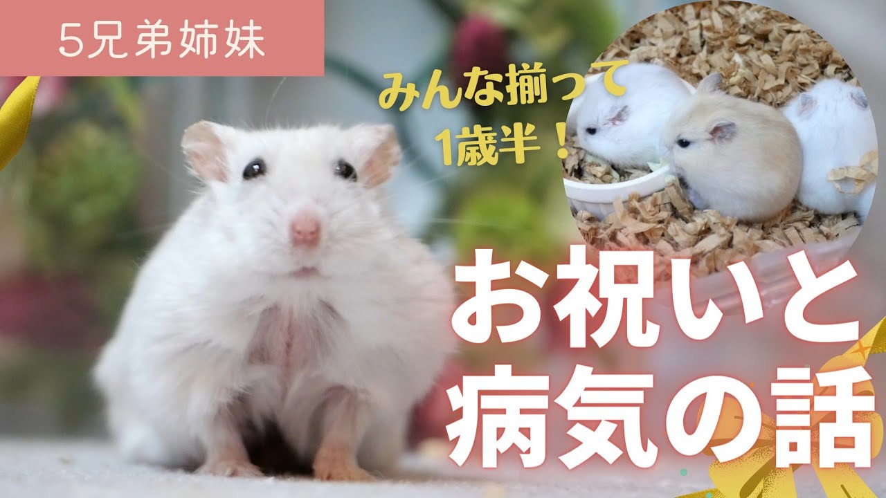 ブルトンヌママ】緊急事態。母ハムスターが大怪我。命の危機と迫られる