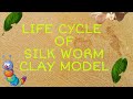 LIFE CYCLE OF SILKWORM USING CLAY.