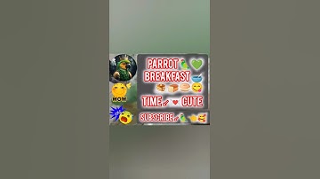 Beautiful Parrot 🦜♥️ #shotrs #funny #halloween #comedy #prank #spiderman #parrots #birds #viral