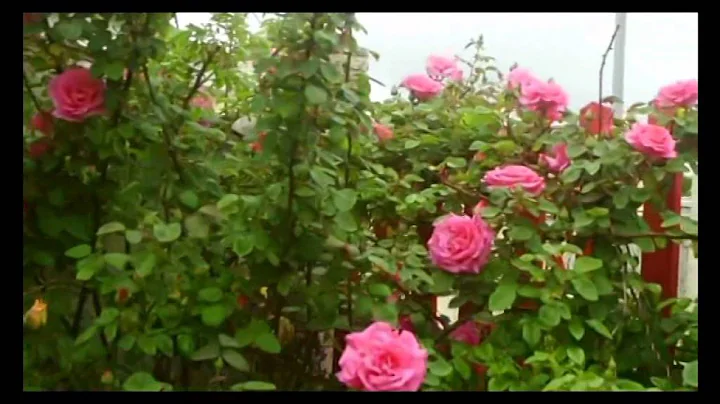Zphirine Drouhin, the rose without thorns, very fr...