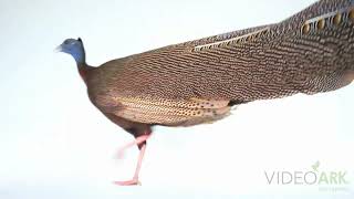 A Malayan great argus pheasant (Argusianus argus argus) at Pheasant Heaven.