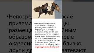 К.Лоренц. Агрессия.