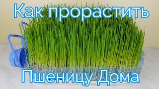:     How to Sprout Wheat Grass at Home  