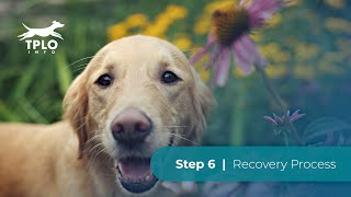 TPLO Info Step 6: Recovery Process