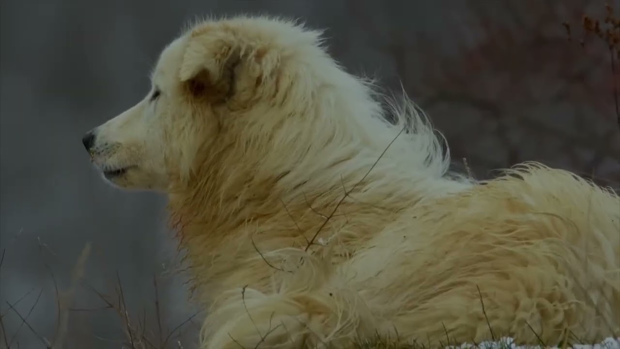 Hunters of the Alps  Return of the Wolf Packs   Wild Italy   Wild_World