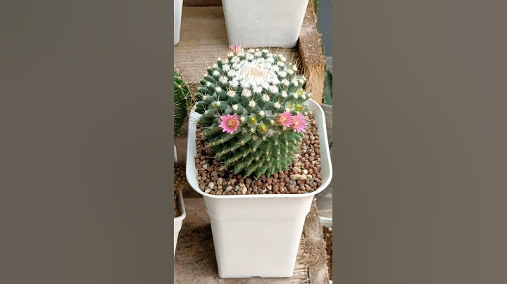 Cactus แปลกเหมือนทุเรียน