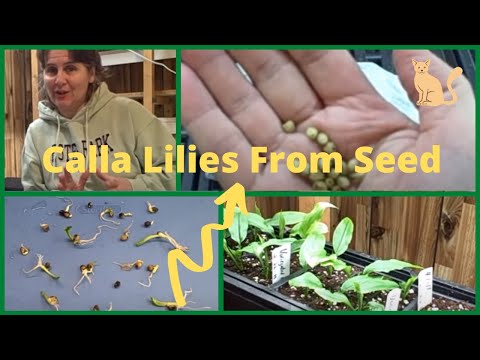 Video: Calla Lily Flower Seeds - Tips voor het kweken van calla-lelies in zaden