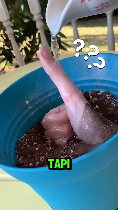 BISAKAH JEMPOLMU SEPERTI INI ⁉️#videoviral #tahukahkamu #jempol