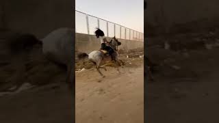 نزلة السمان /الفارسة نازلى حماد /ملكة الجبل (الملكة نازلى حماد )The Rider Queen Nazly Hammad