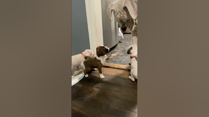 Doggie Dad Plays With His Puppies || ViralHog