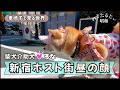 【密着】昼と夜の顔。介助犬と買い出しに通る新宿ホスト街