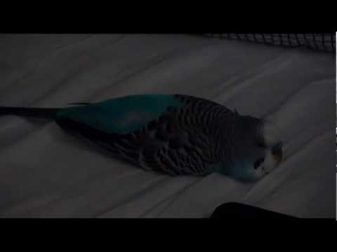 Frankie the Parakeet: Sweetest Sleeping Bird