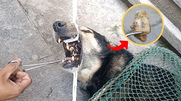 Een zwerfhond met een bot in zijn bek wordt gered door reddingswerkers