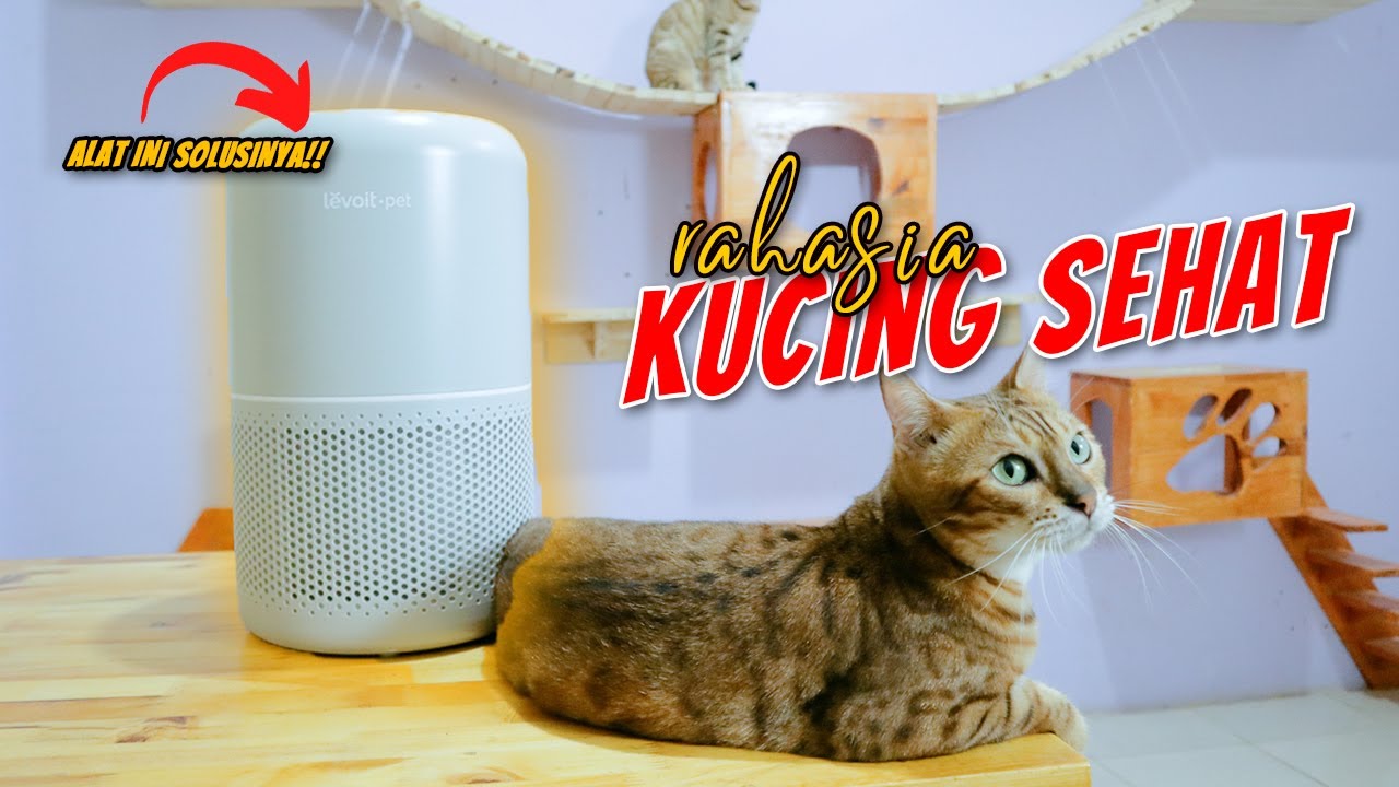 Levoit Pet Air Purifier P350 Cara Atasi Alergi Bulu Kucing YouTube