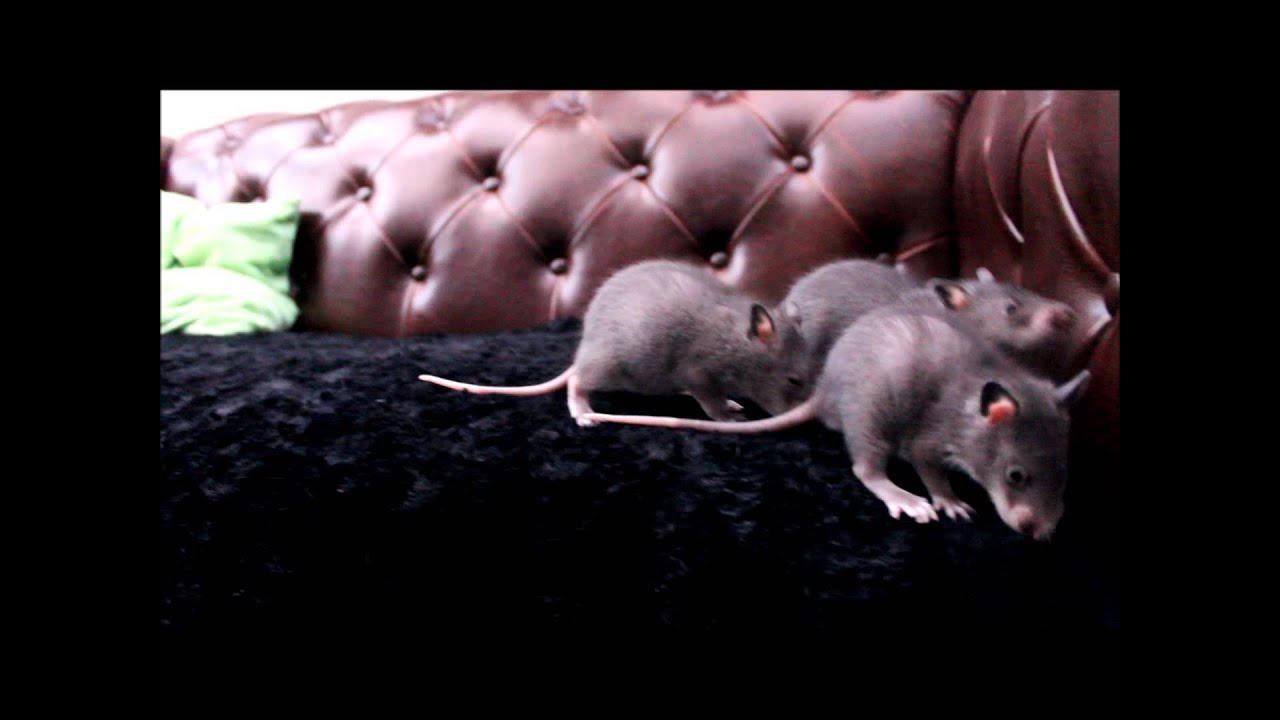 Gambia Riesenhamsterratten Welpen erkunden die Welt YouTube