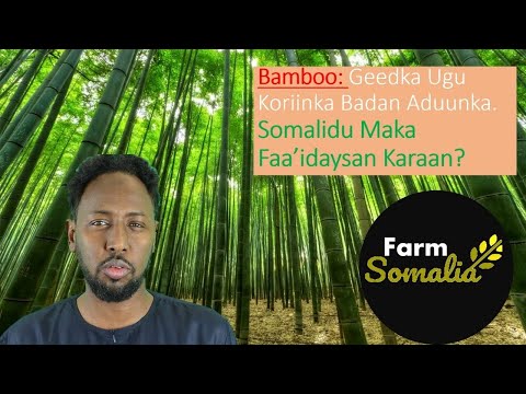 Bamboo Geedka Ugu Koriinka Badan Aduunka Somalidu Maka Faa Idaysan Karaan 