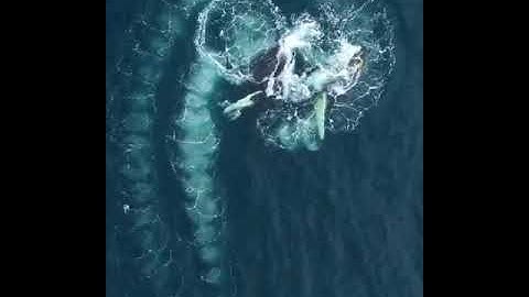 whales work together to trap krill inside a net of bubbles #shorts