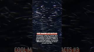 Anchovies swim in large schools that can number in the thousands as a defense against predators.
#fishing #marinescience #fishvideo Anchovies swim in large schools that can number in the thousands as a defense against predators.