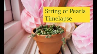 String of Pearls 🌱 Senecio Rowleyanus Timelapse