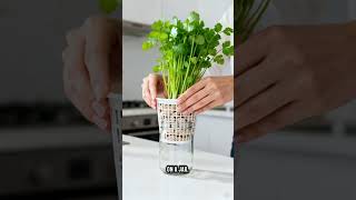 Grow Unlimited Celery at Home – No Soil Needed #Shorts