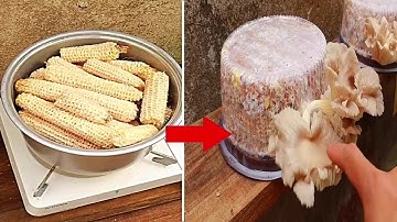 Simple Method of Growing Poison Free Mushrooms with CORN COB at Home | Harvest Multiple Times