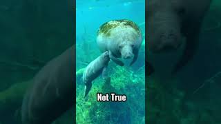 Manatee’s way of drinking water
