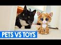 Pets Vs Toys | Funny Animal Reactions | Best Compilation 2018