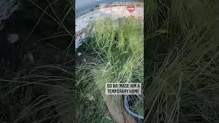 Kind Woman Rescues And Takes Care Of Injured Turtle Heartsome