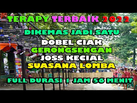 Ciak Ciak Joss Kecial Kuning Ampuh Pancing Jos Masteran Bikin Gacor