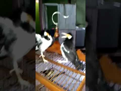 Nyuapin Anakan Jalak Suren (21)  Doovi