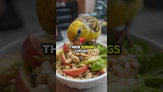 How To Care For A Canary  Tips For A Happy Singing Bird