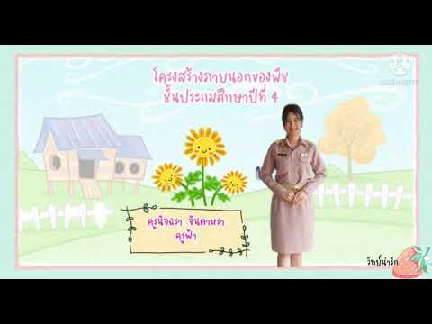 โครงสร้างภายนอกของพืช ป.4