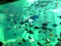 箱根園水族館　水槽ショー の動画、YouTube動画。