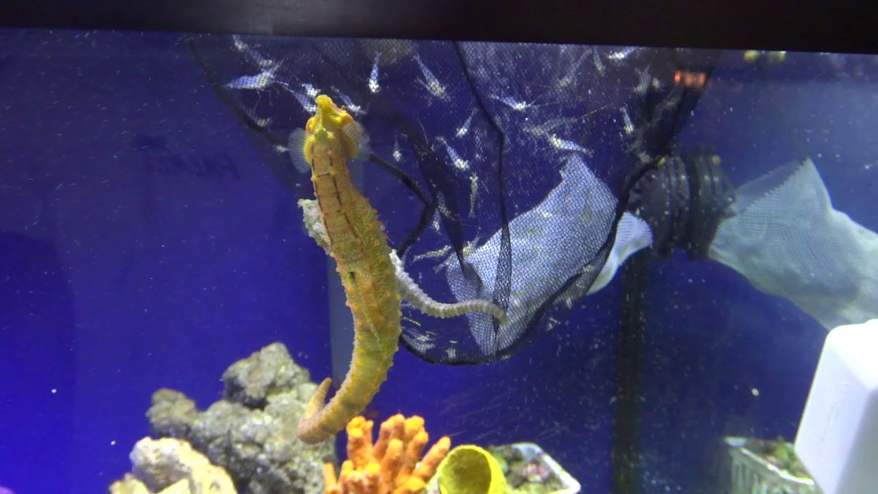 camera iphone 8 plus apk Teasing with live shrimps