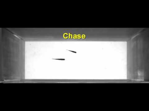 Video: How To Distinguish A Female Zebrafish