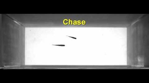 Courtship behavior in zebrafish