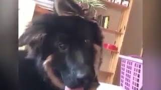 When someone says pizza 🤣 Credit: Rosi the derpy doggo