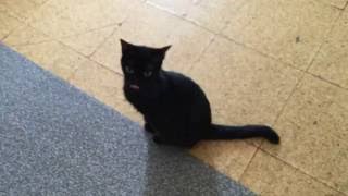Little black cat that never stops meowing with friends
